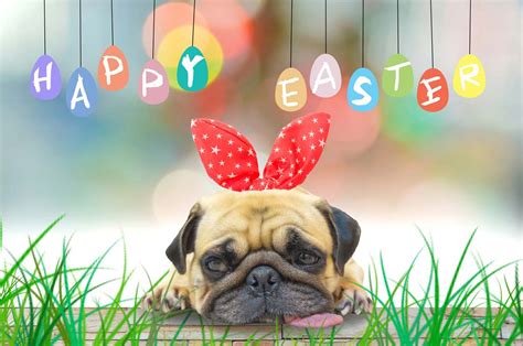 happy easter pet images